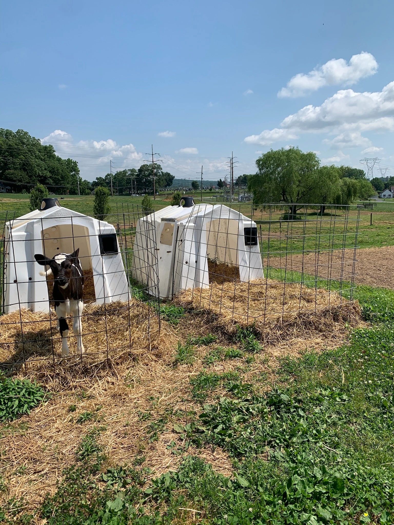Goats with their shelters