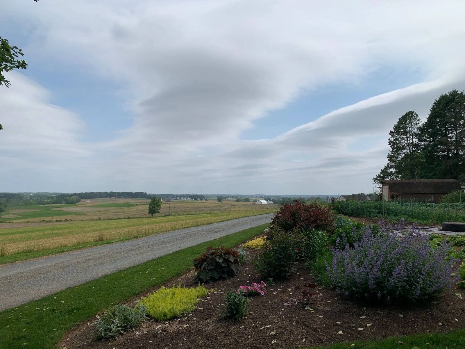 Rolling fields and lavender