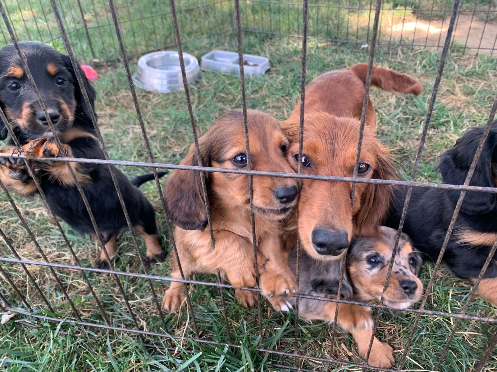 A litter of curious puppies