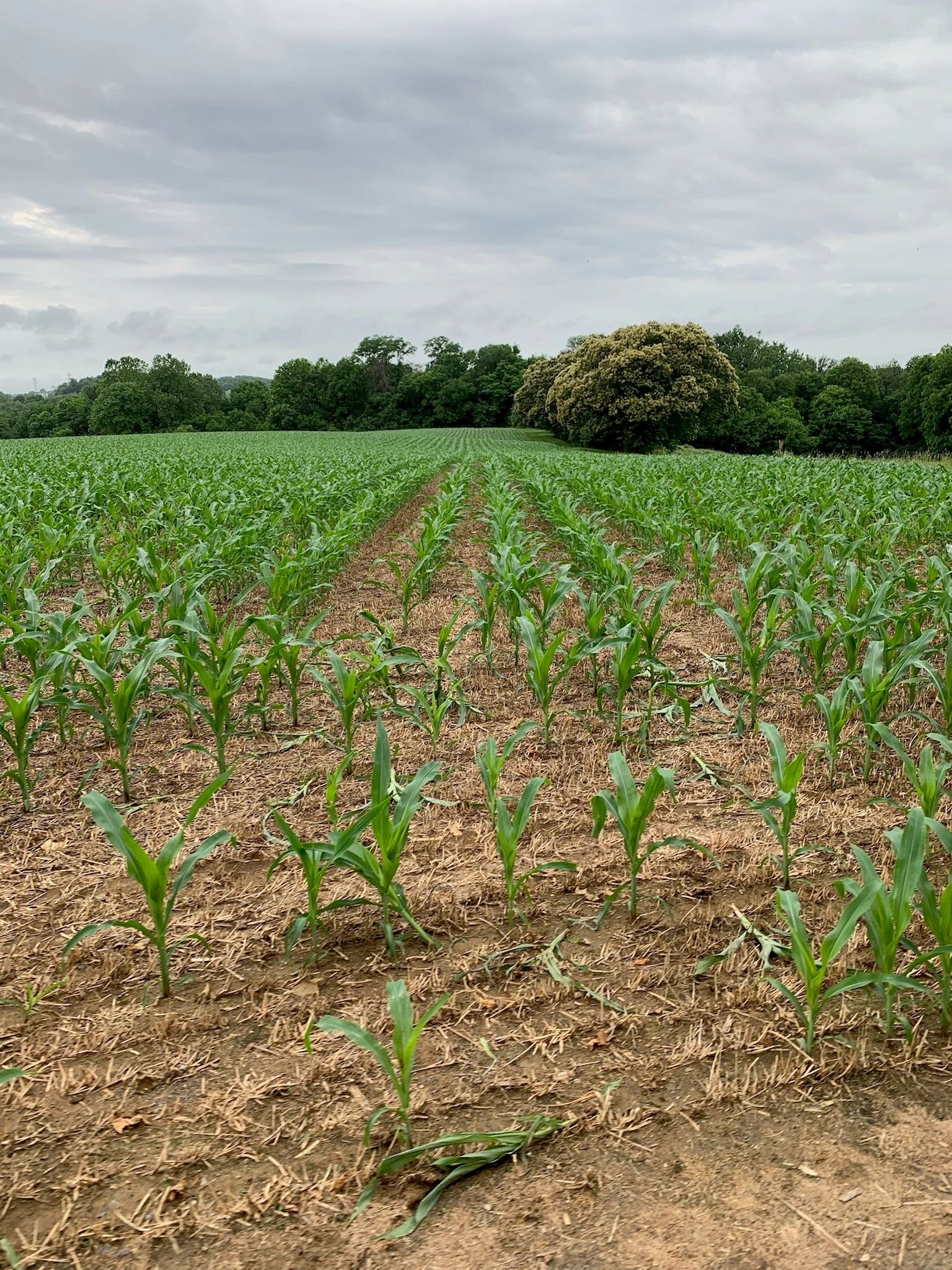 Young corn rows in a field