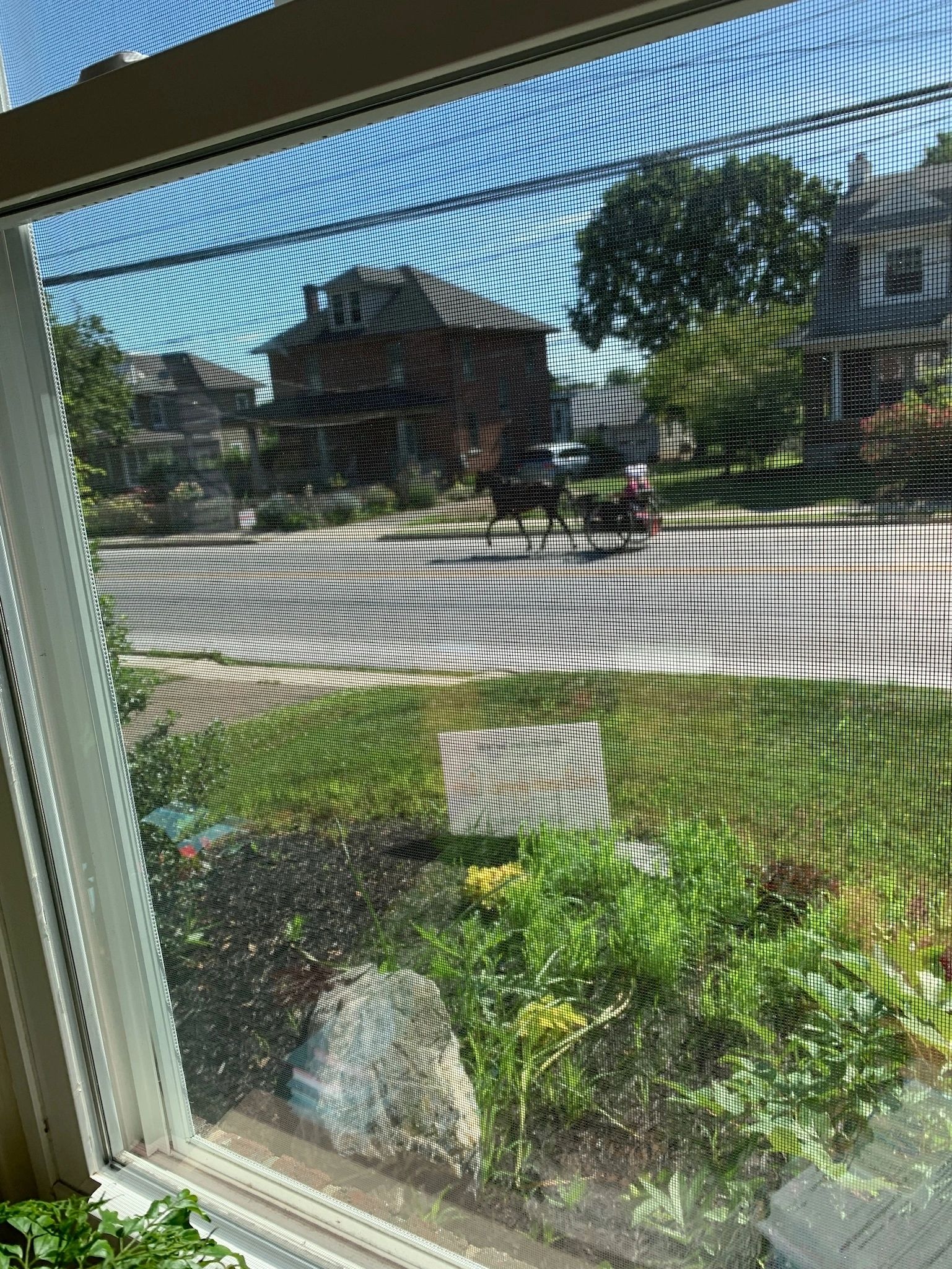 A horse and buggy passing by the office window
