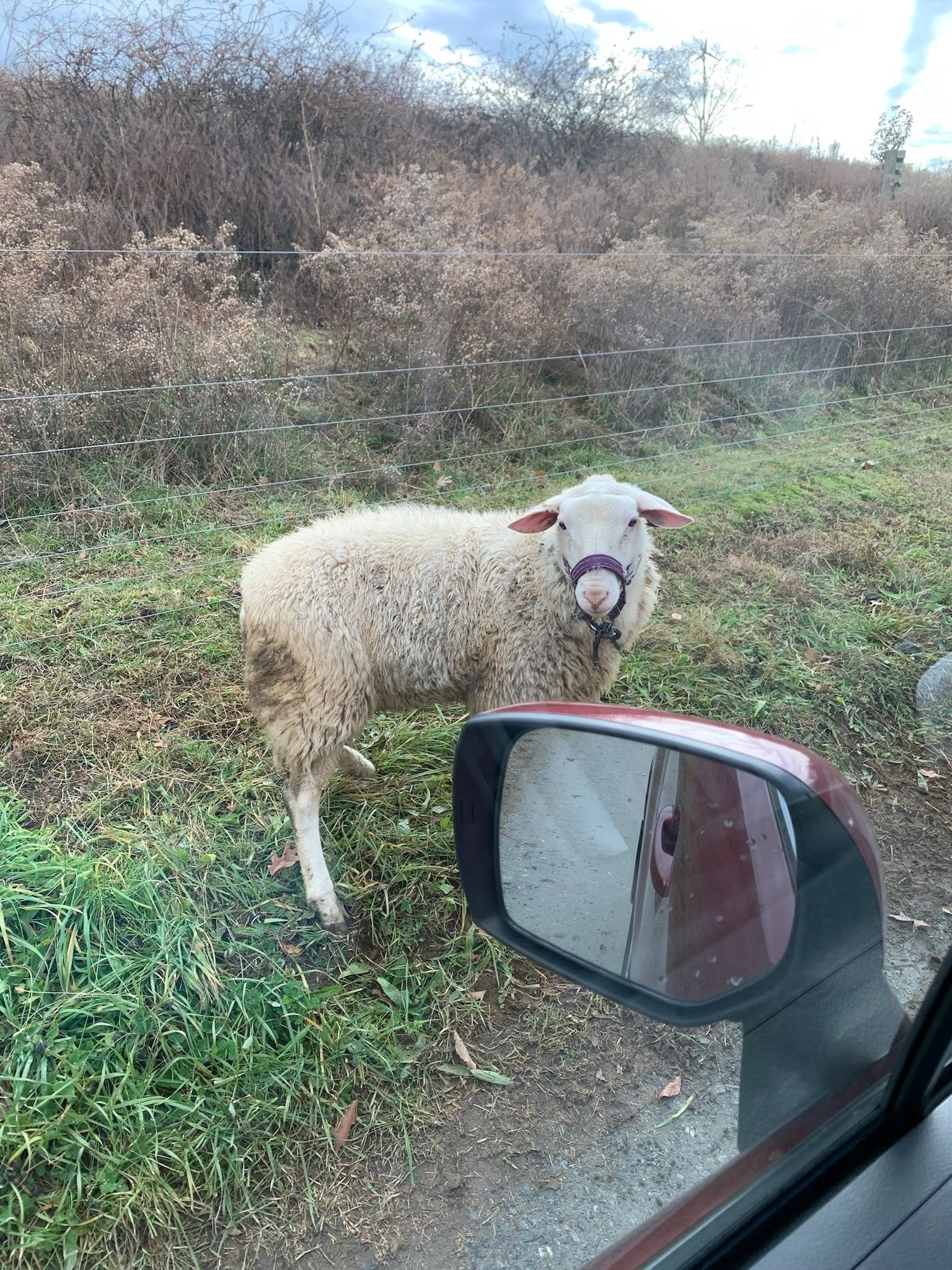 A lamb by the roadside