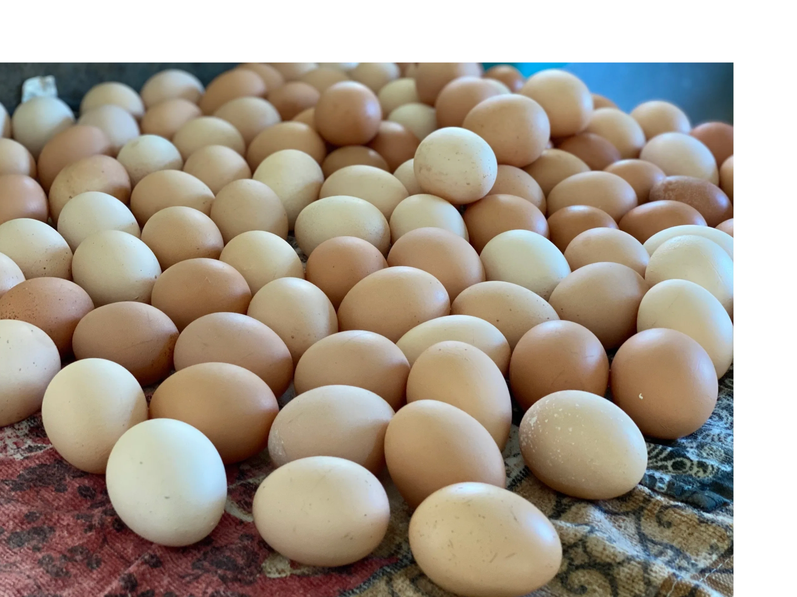 A basket of fresh farm eggs