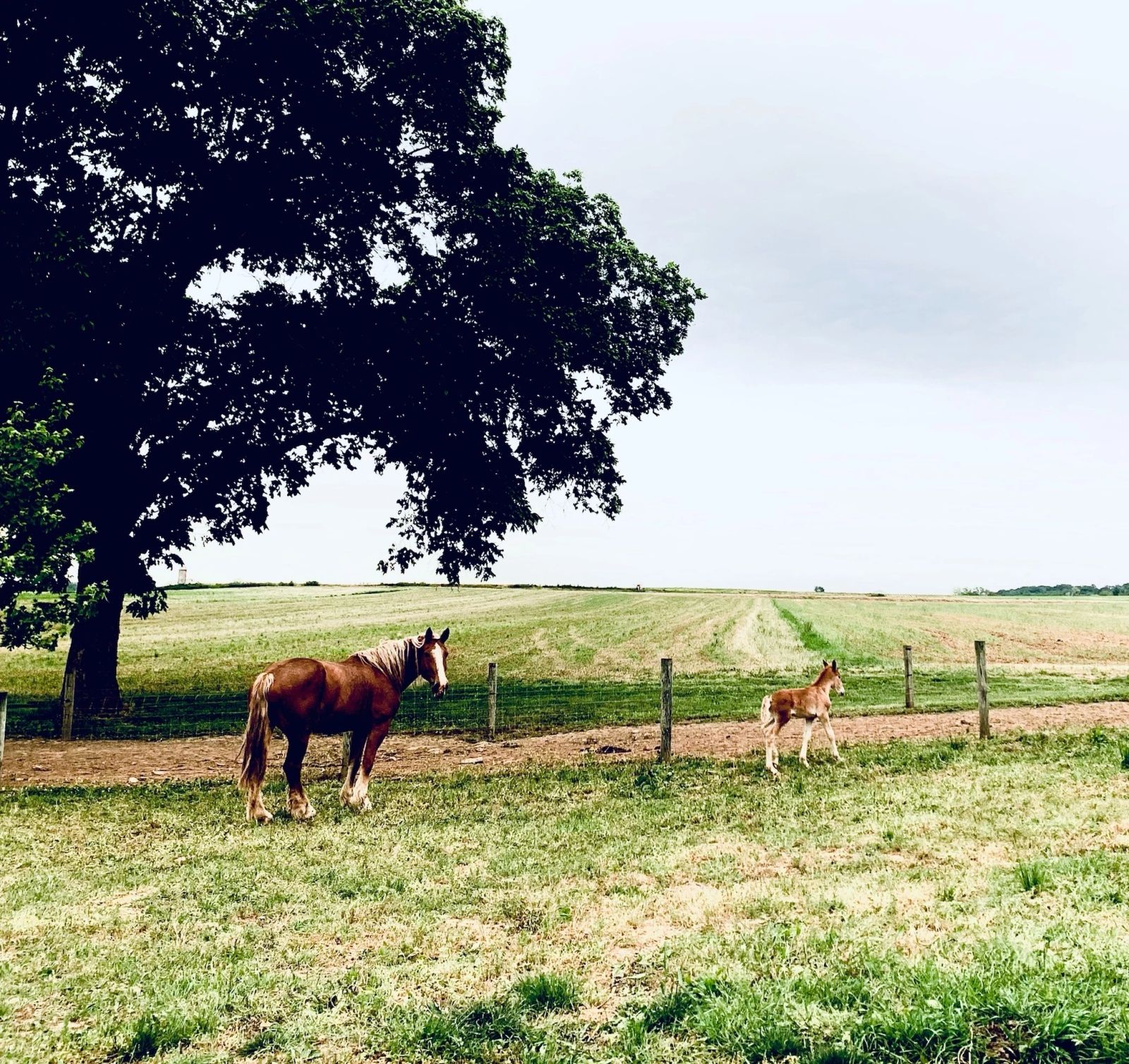 Horses grazing under a large tree in Lancaster County