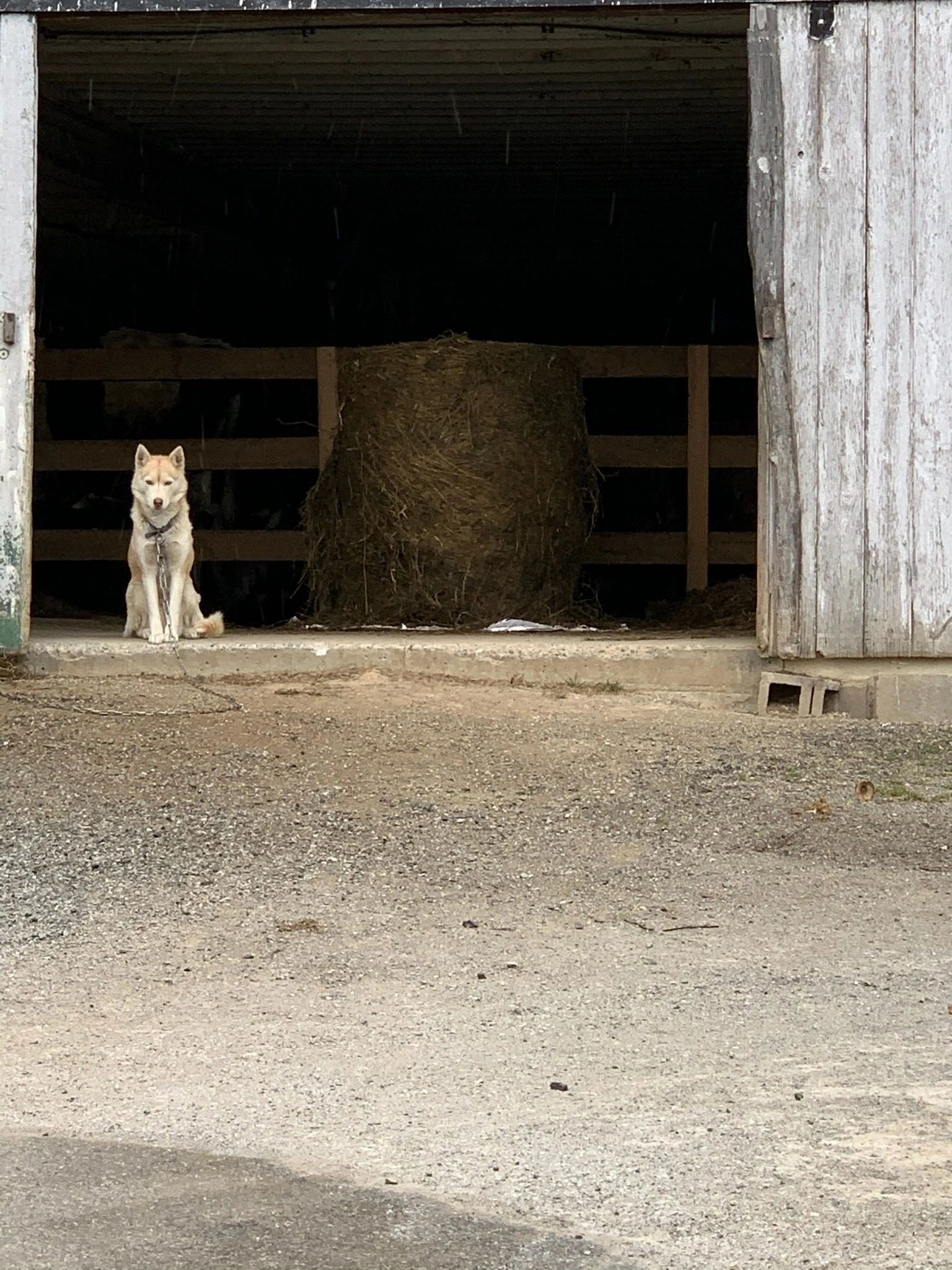 A dog resting in a barn doorway