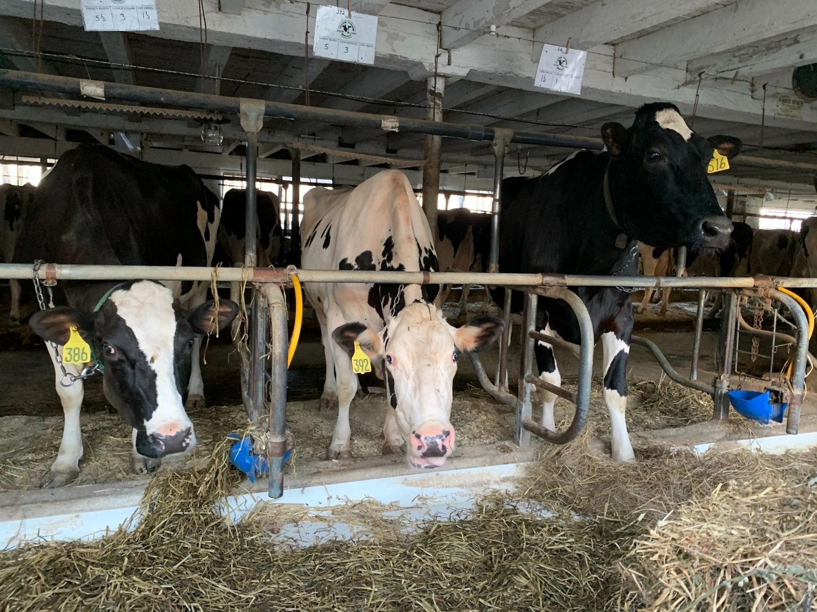 Dairy cows in a barn