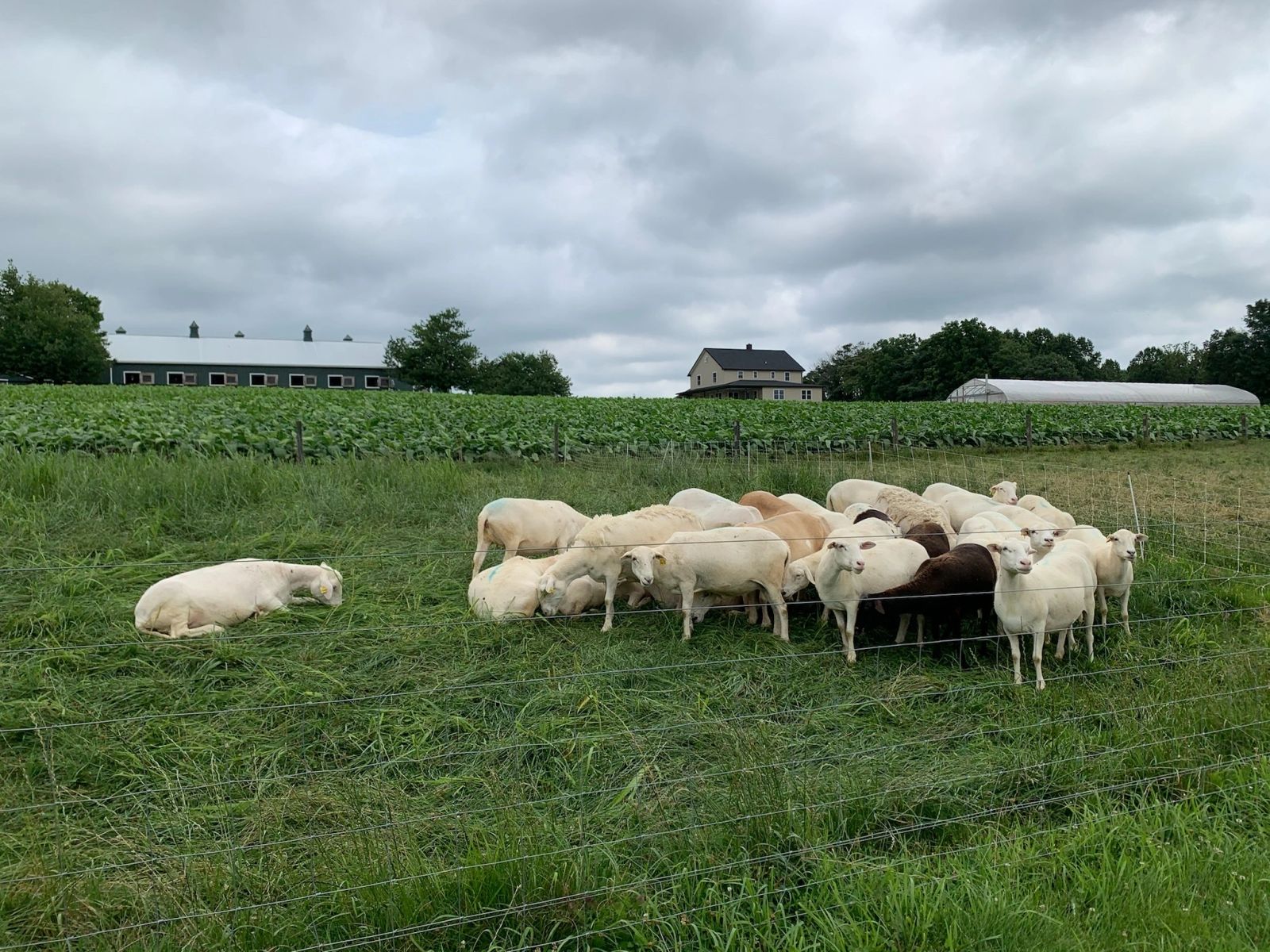 Sheep grazing in a green pasture
