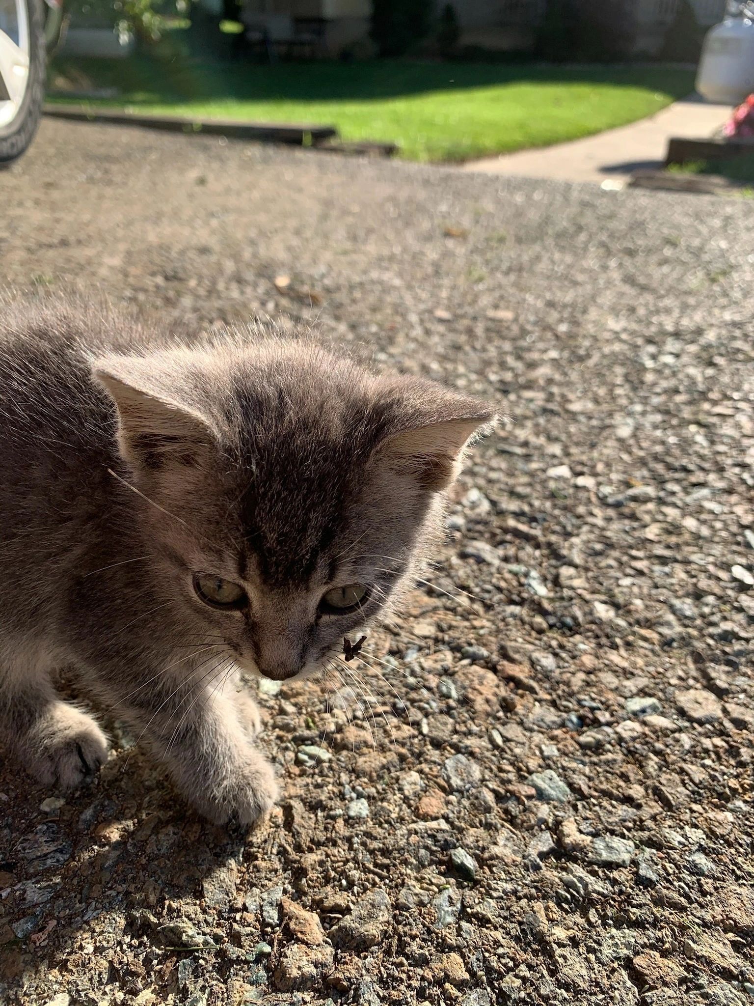 A small grey kitten